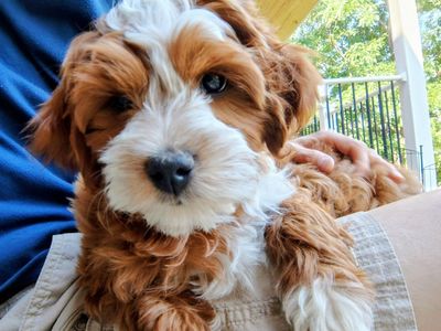 3rd Gen Mini GOLDEN CAVAPOO Puppies Goldendoodle Cavalier Golden Retriever Poodle White Red Multi-gen