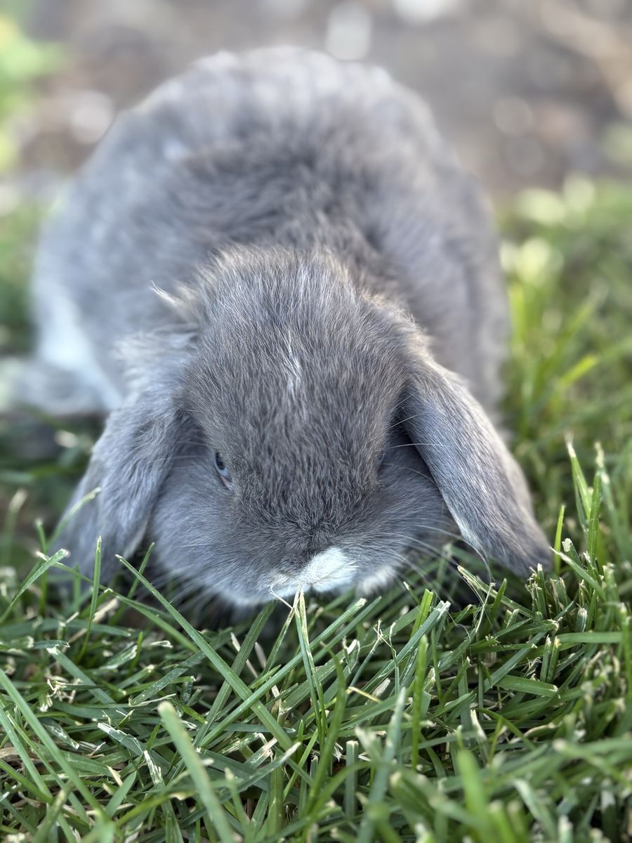 Adorable Gray Holland lop boy- Blue Eyes