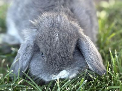 Adorable Gray Holland lop boy- Blue Eyes