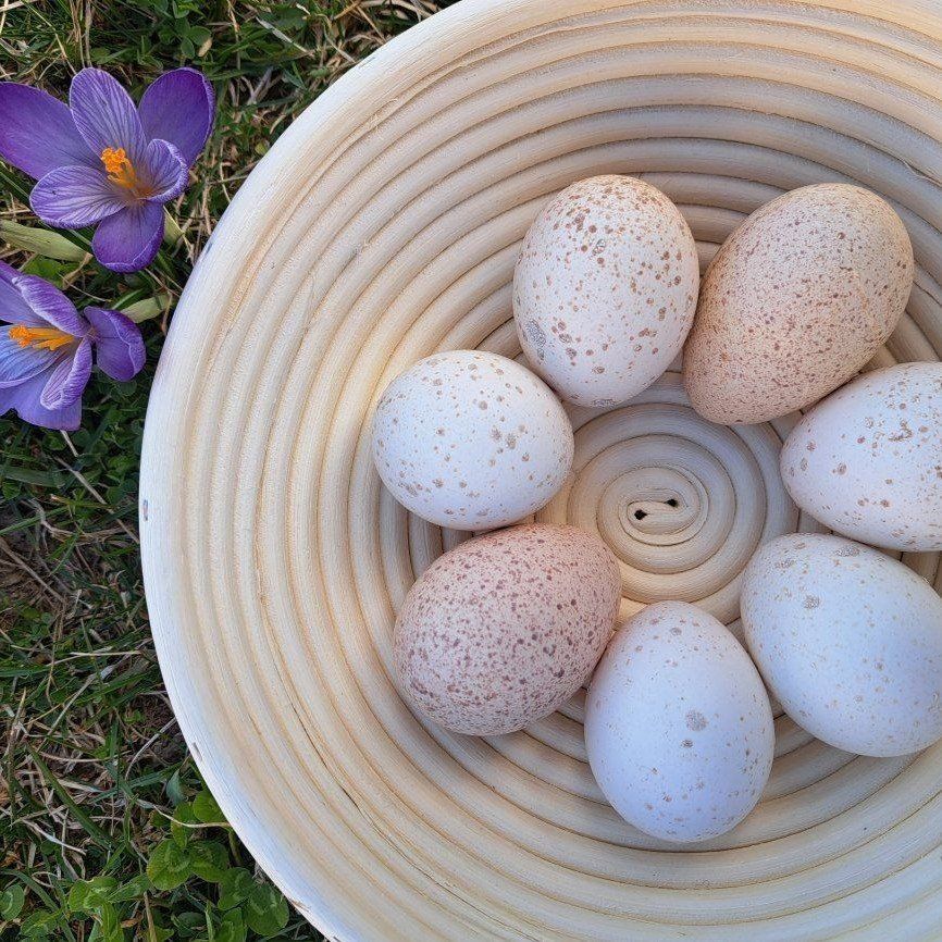 Fertilized Turkey Eggs