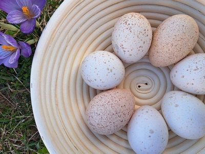 Fertilized Turkey Eggs