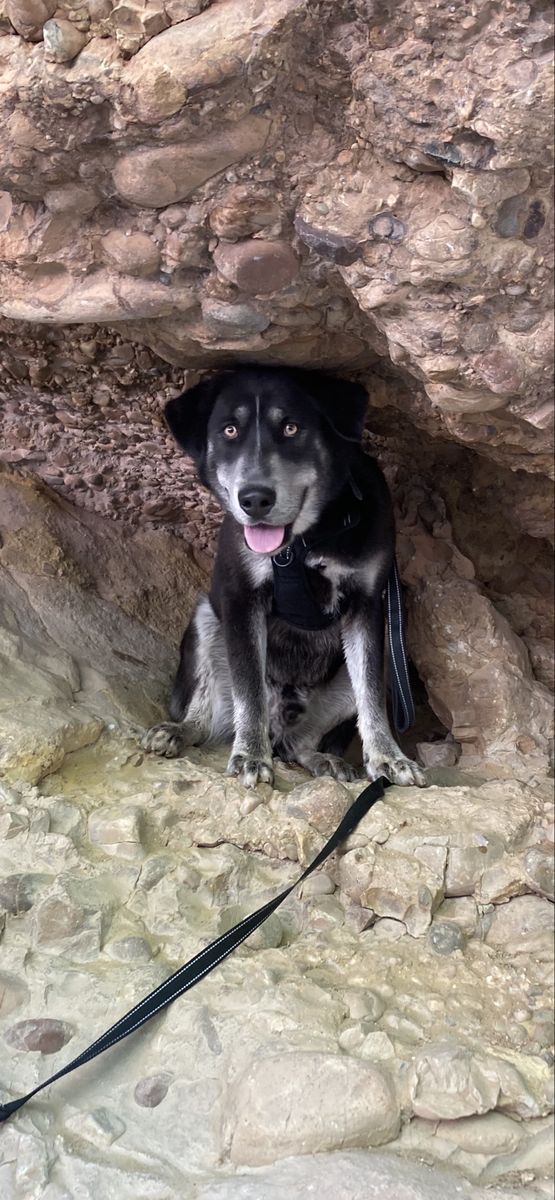 3 year old lab/husky mix “Bear”