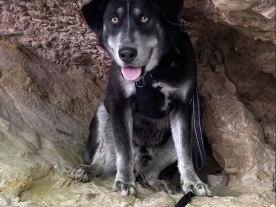 3 year old lab/husky mix “Bear”