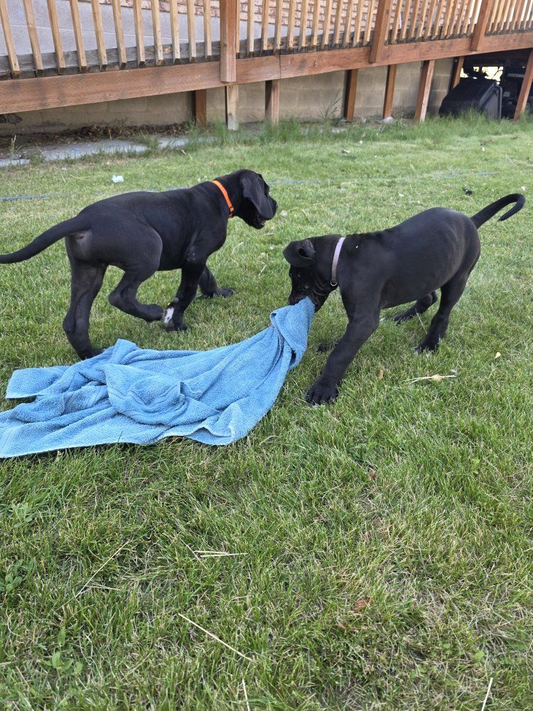 AKC Great Dane Puppies