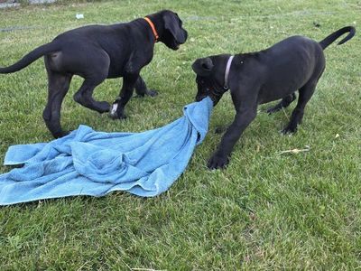 AKC Great Dane Puppies
