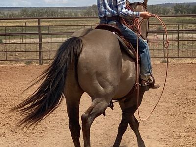 15 yr old Grade Grulla Gelding
