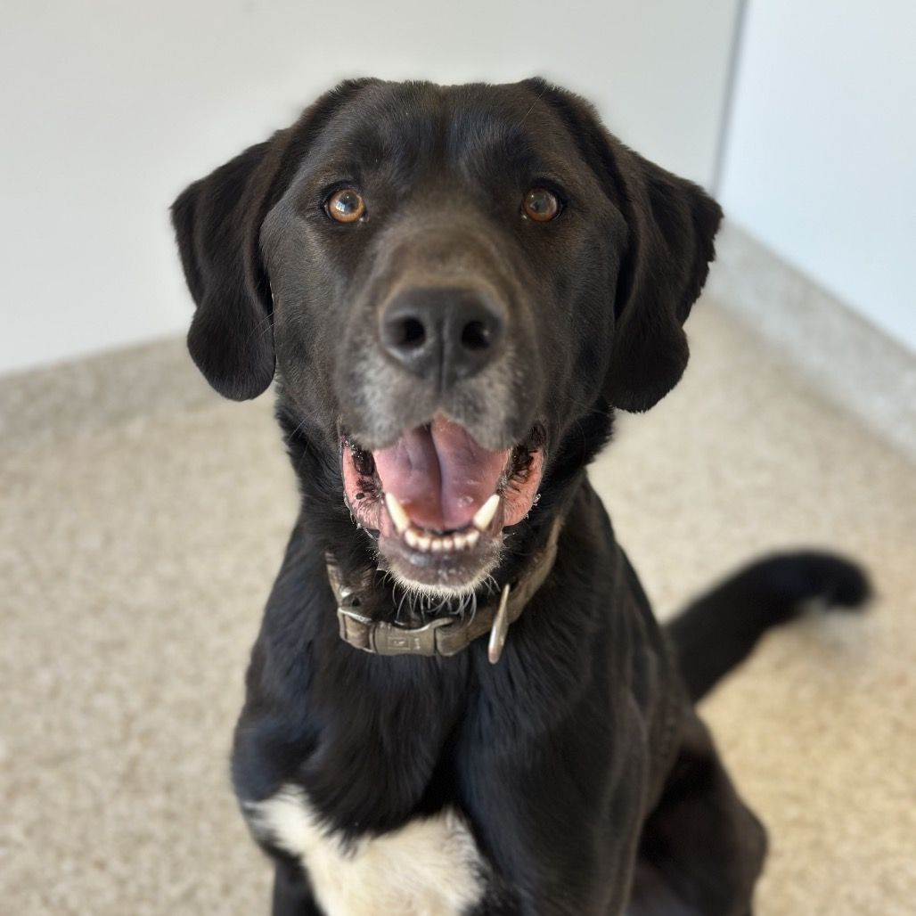 Hello my name is Serling