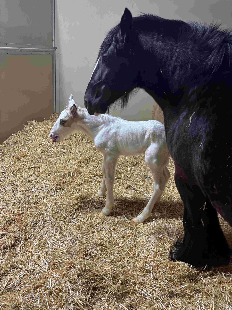 GYPSY VANNER MARE 4YO