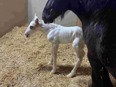 GYPSY VANNER MARE 4YO