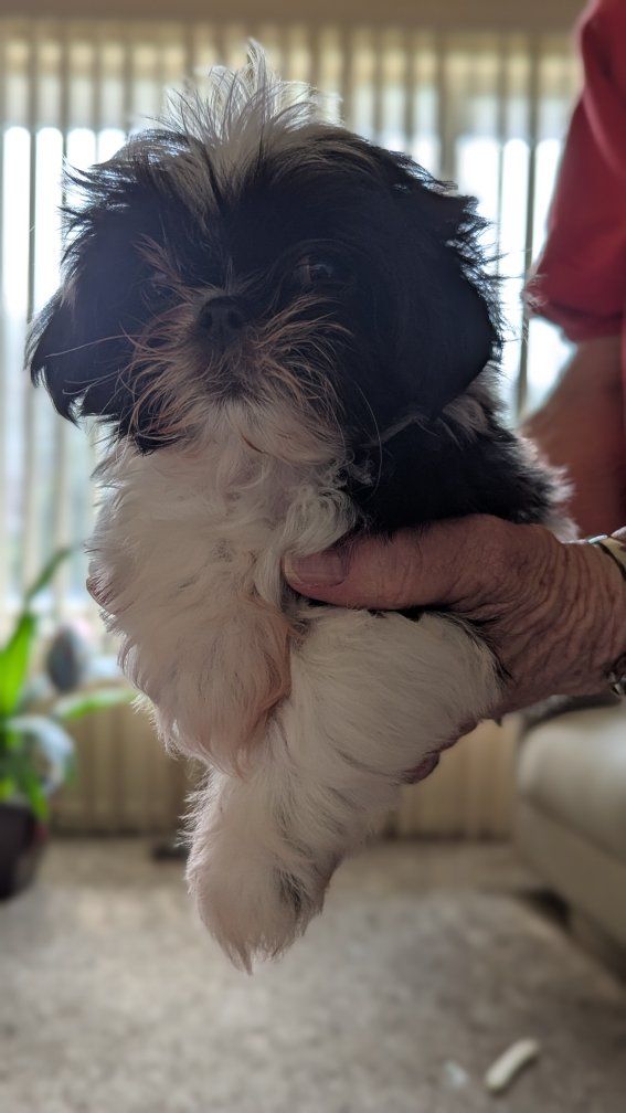 imperial female shih tzu puppy