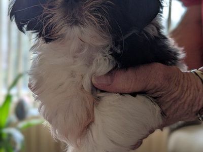 imperial female shih tzu puppy