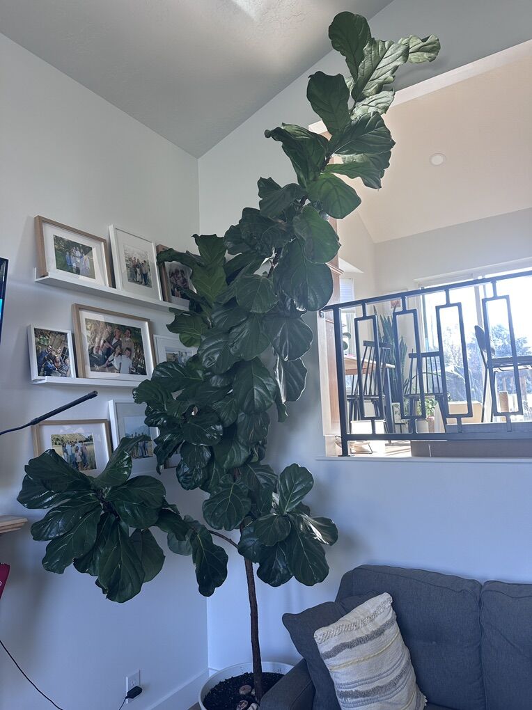 12' Fiddle Leaf Fig