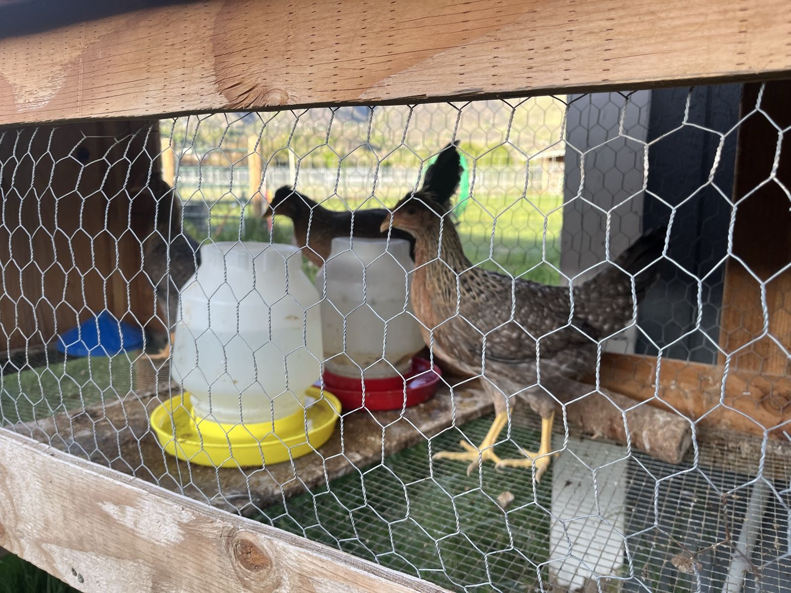 Amercana Pullets 10 wks old