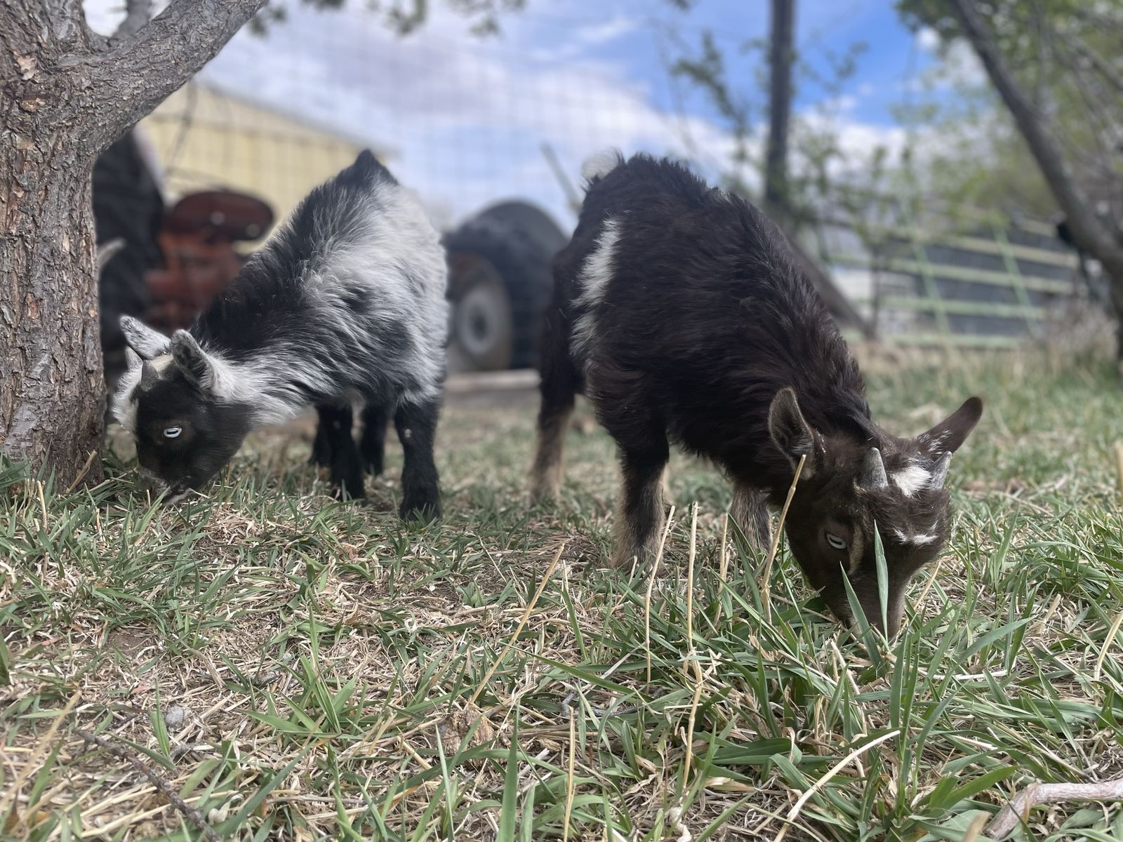 Nigerian Dwarf Bucklings