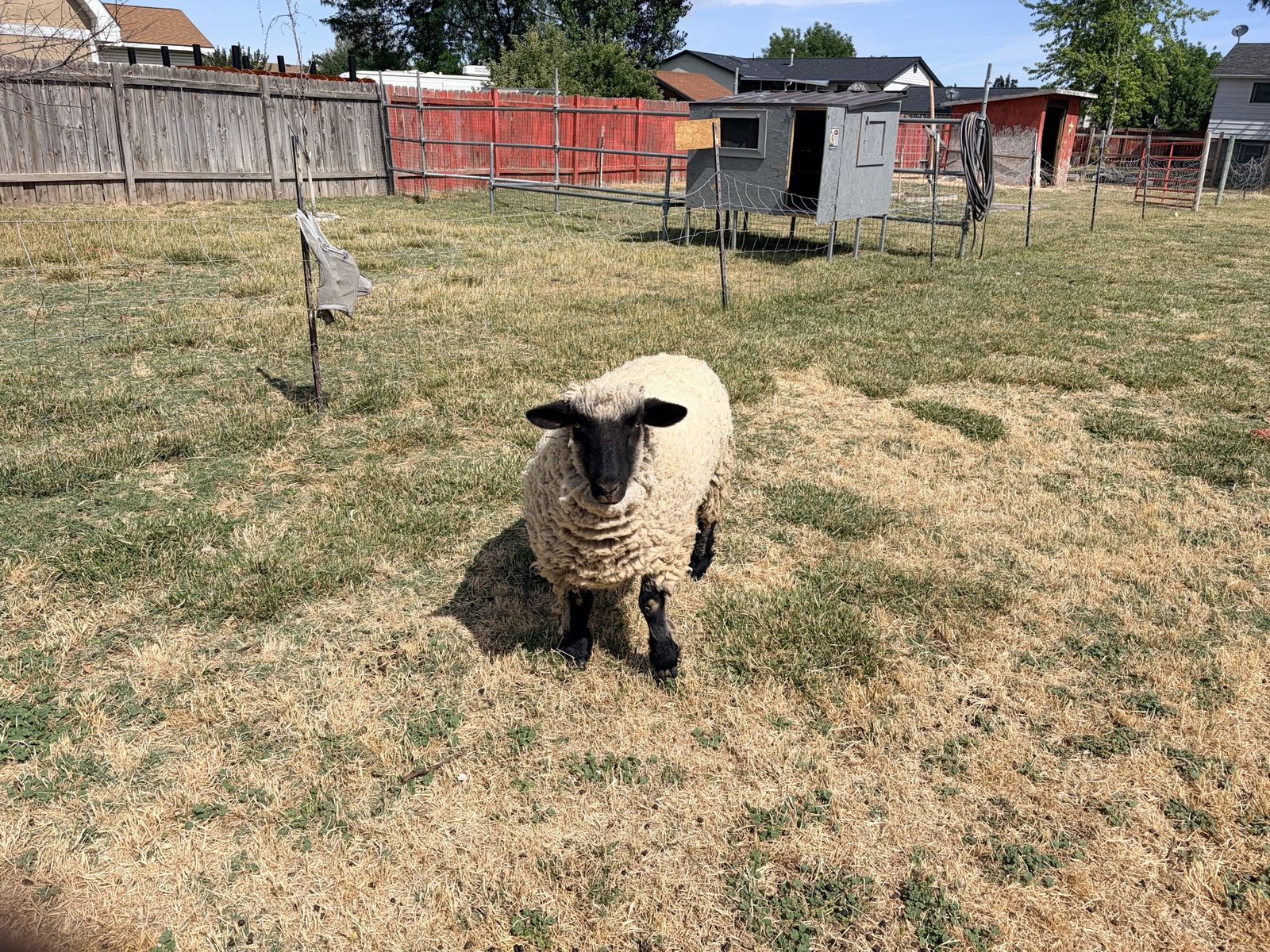 Adult Female Sheep for Sale