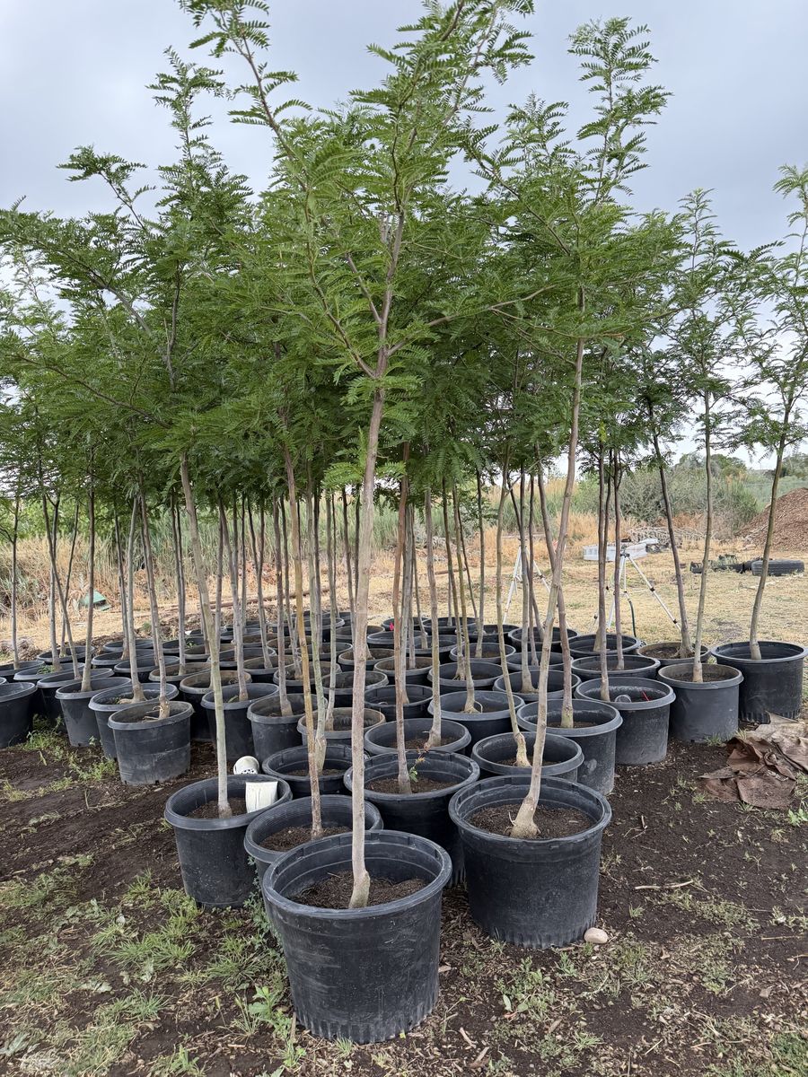 Local trees forsale