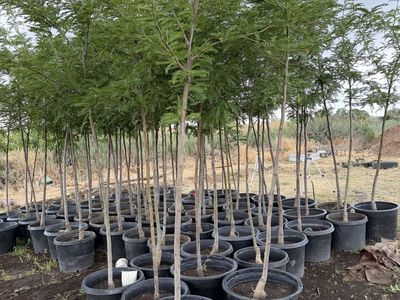 Local trees forsale