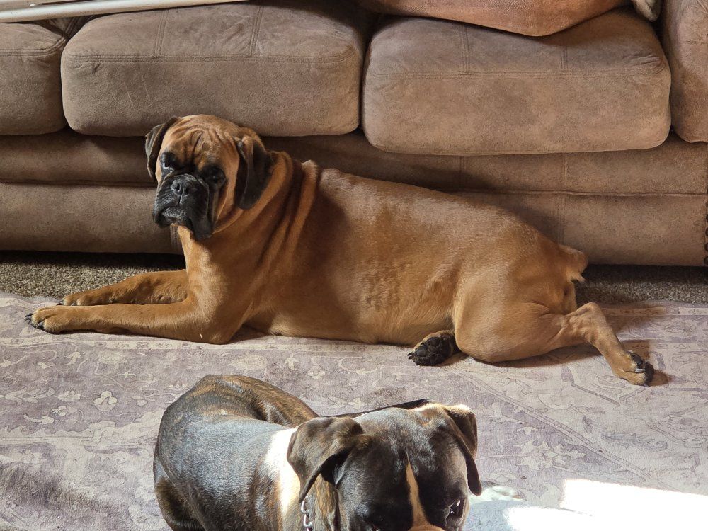 European Boxers