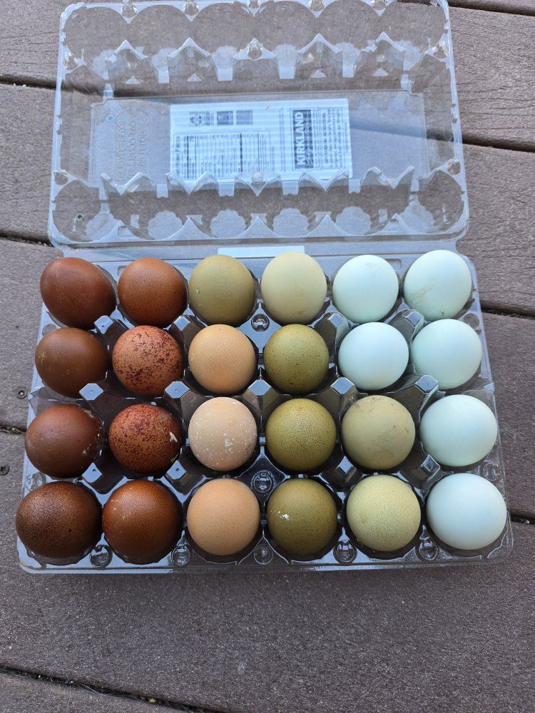 Rainbow Hatching eggs for sale!