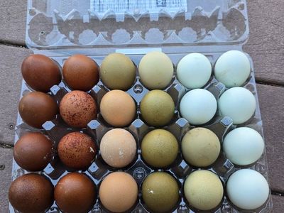 Rainbow Hatching eggs for sale!