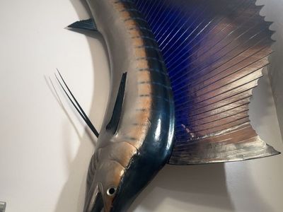 Giant Sailfish 9ft 2inch