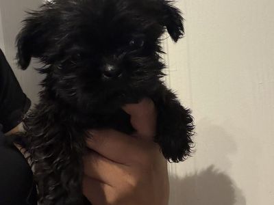 Shih Tzu Shitzu Shihtzu