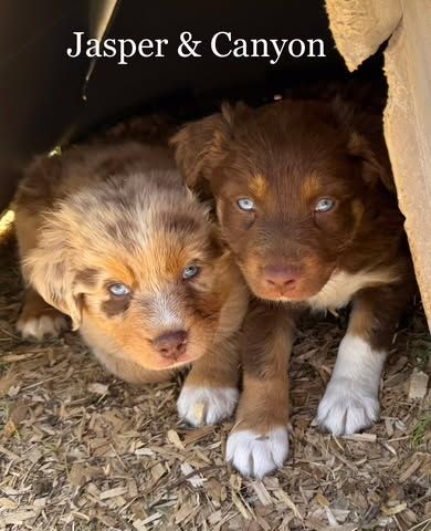 AKC Registered Purebred Australian Shepherd Puppies