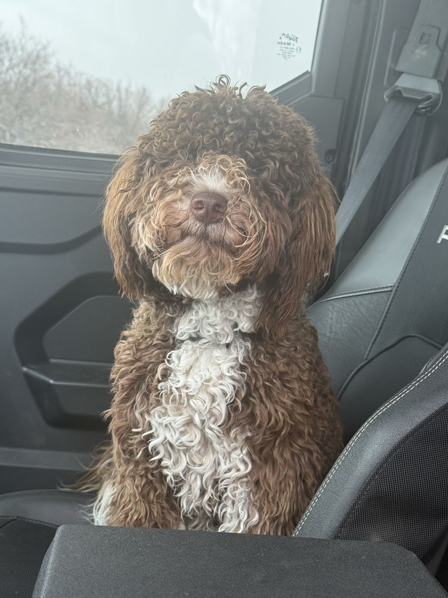 Kevin: 1-Year-Old Neutered Male Portuguese Water Dog - Trained, Playful, Non-Shedding