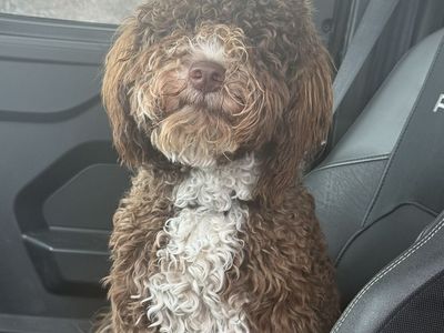Kevin: 1-Year-Old Neutered Male Portuguese Water Dog - Trained, Playful, Non-Shedding