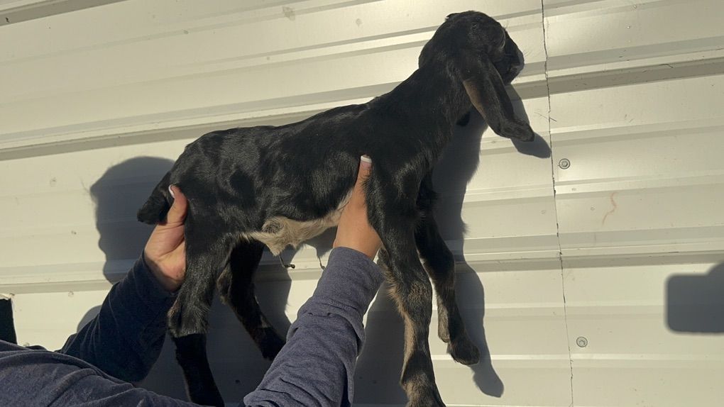 Nigerian & Nubian Kids