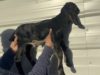 Nigerian & Nubian Kids