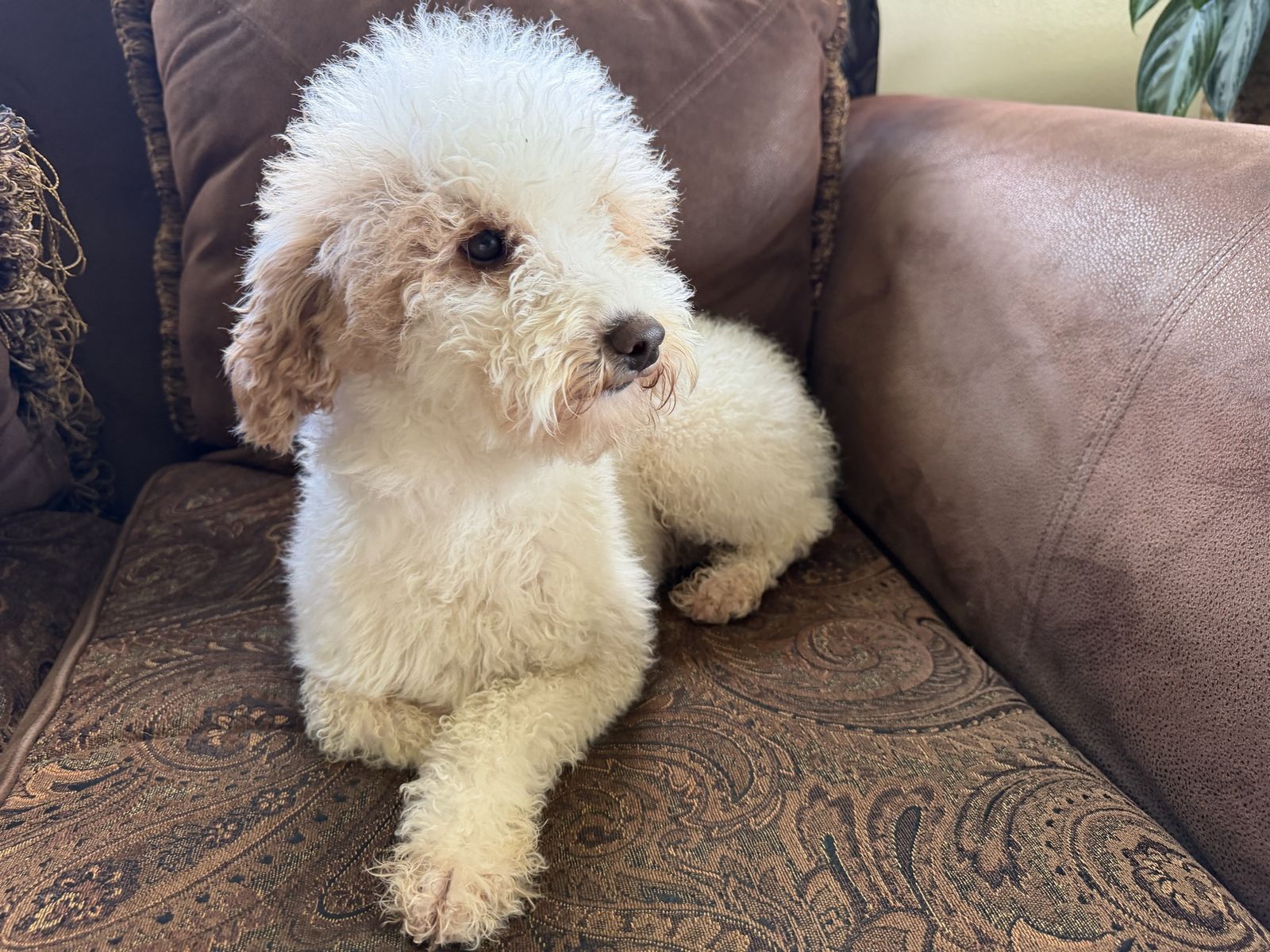 AKC Mini poodle