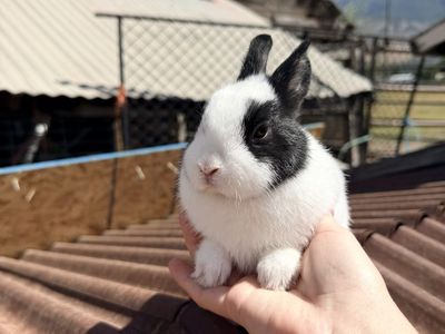 Dwarf Baby Boy