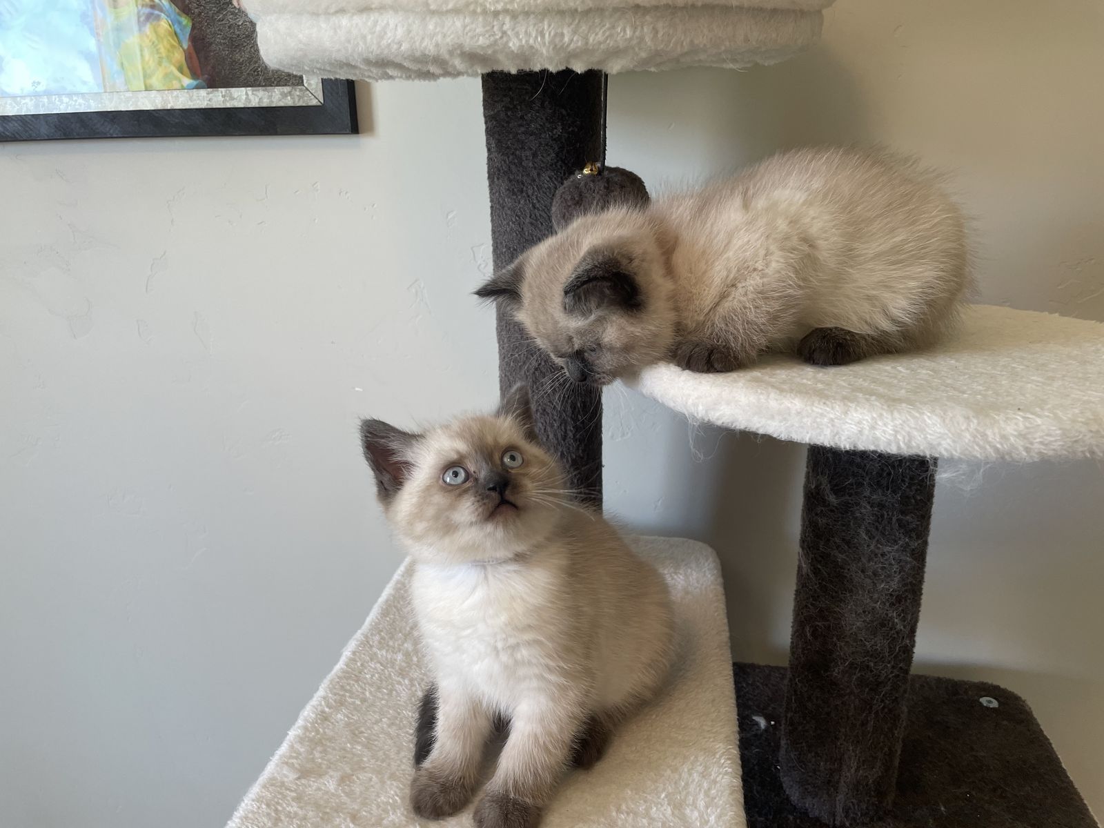 Adorable Persian Siamese Kittens!!