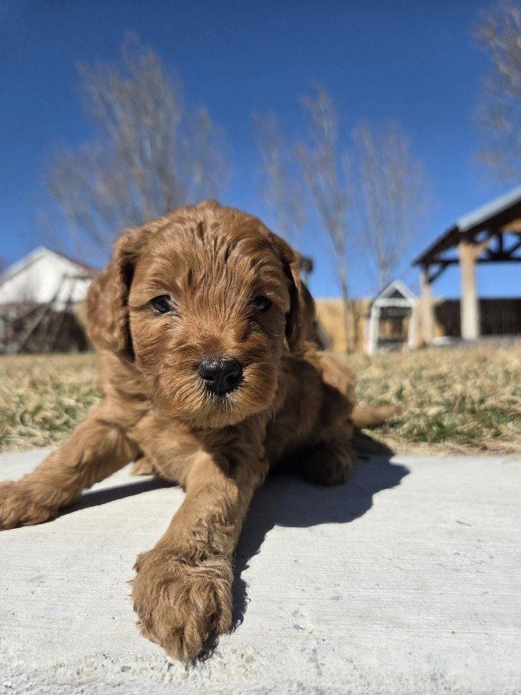 Mini Golden Doodles
