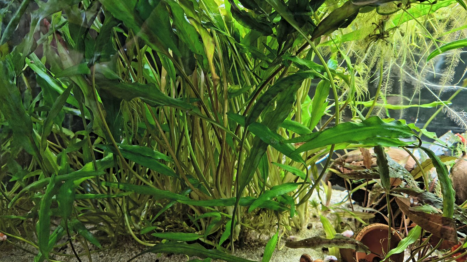 Cryptocoryne wendtii