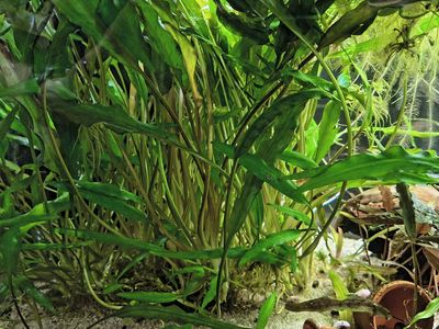 Cryptocoryne wendtii