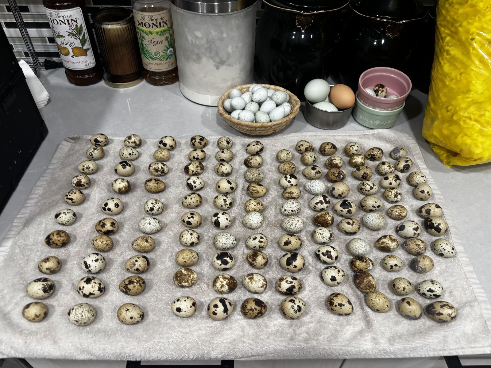 Fresh Quail Eggs!