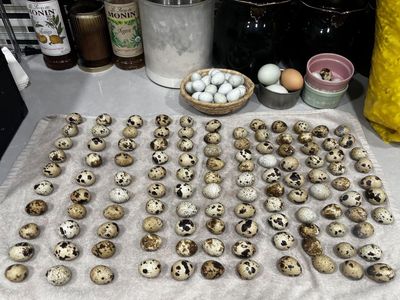 Fresh Quail Eggs!