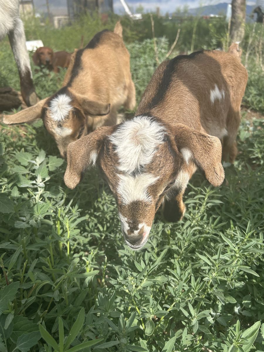 Pack goat prospects