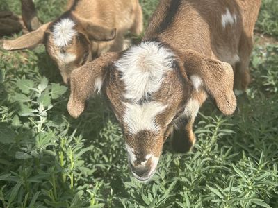 Pack goat prospects