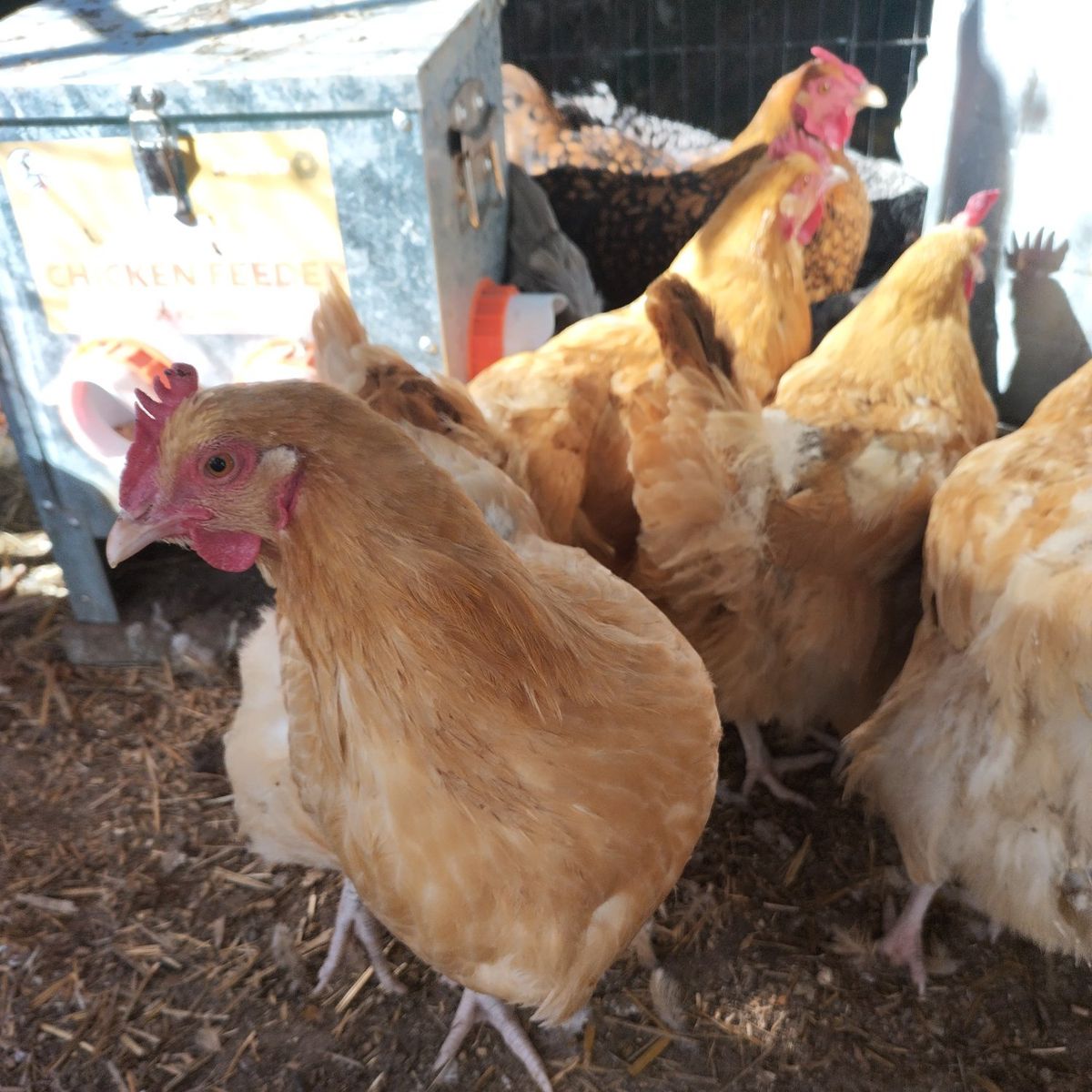 10 months old Yellow Orpington hens chickens