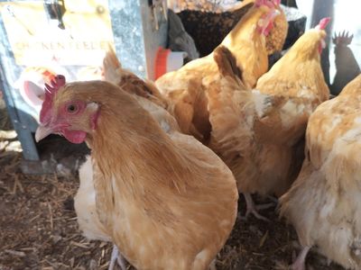 10 months old Yellow Orpington hens chickens