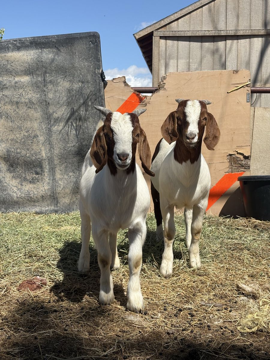 Two Boer Bucklings