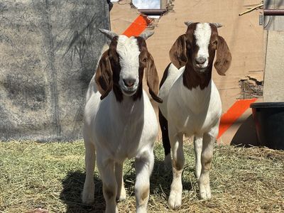 Two Boer Bucklings