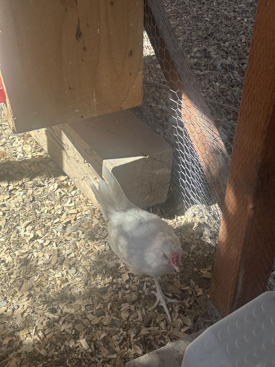 Roosters