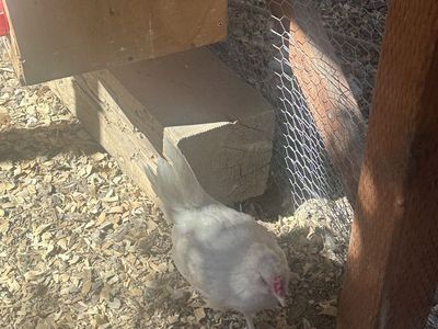 Roosters