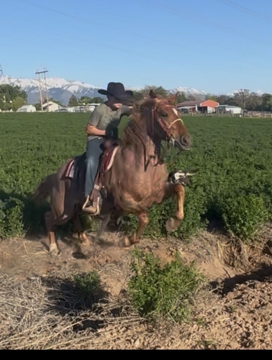 Jr Rodeo Head/heel Horse