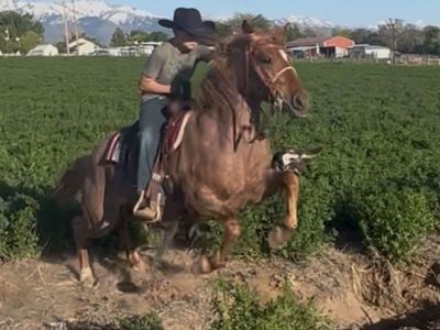 Jr Rodeo Head/heel Horse