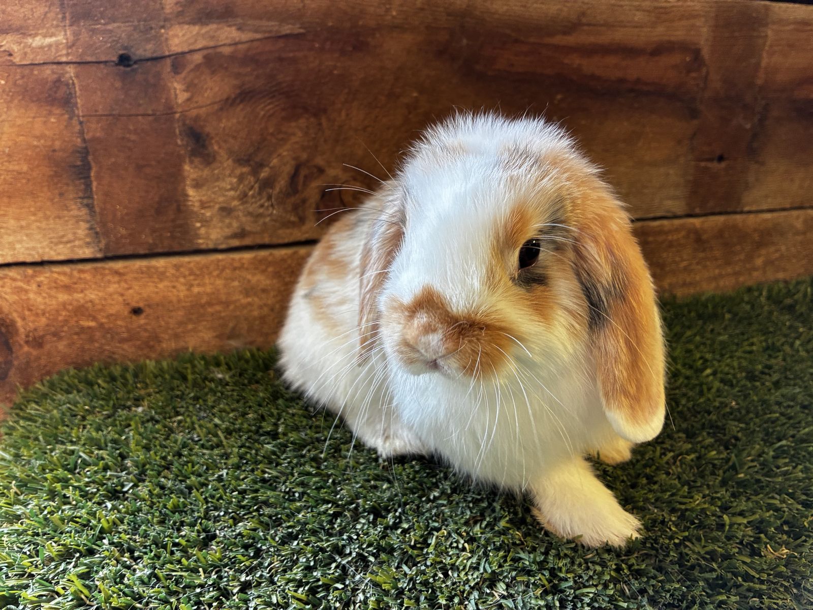Purebred Holland Lop Bunny